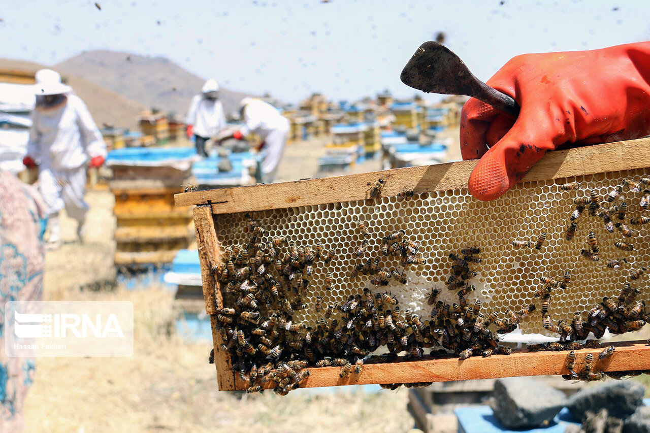 برنامه‌ریزی برای تولید ۴۰۰ تن عسل بهاره در سپیدان