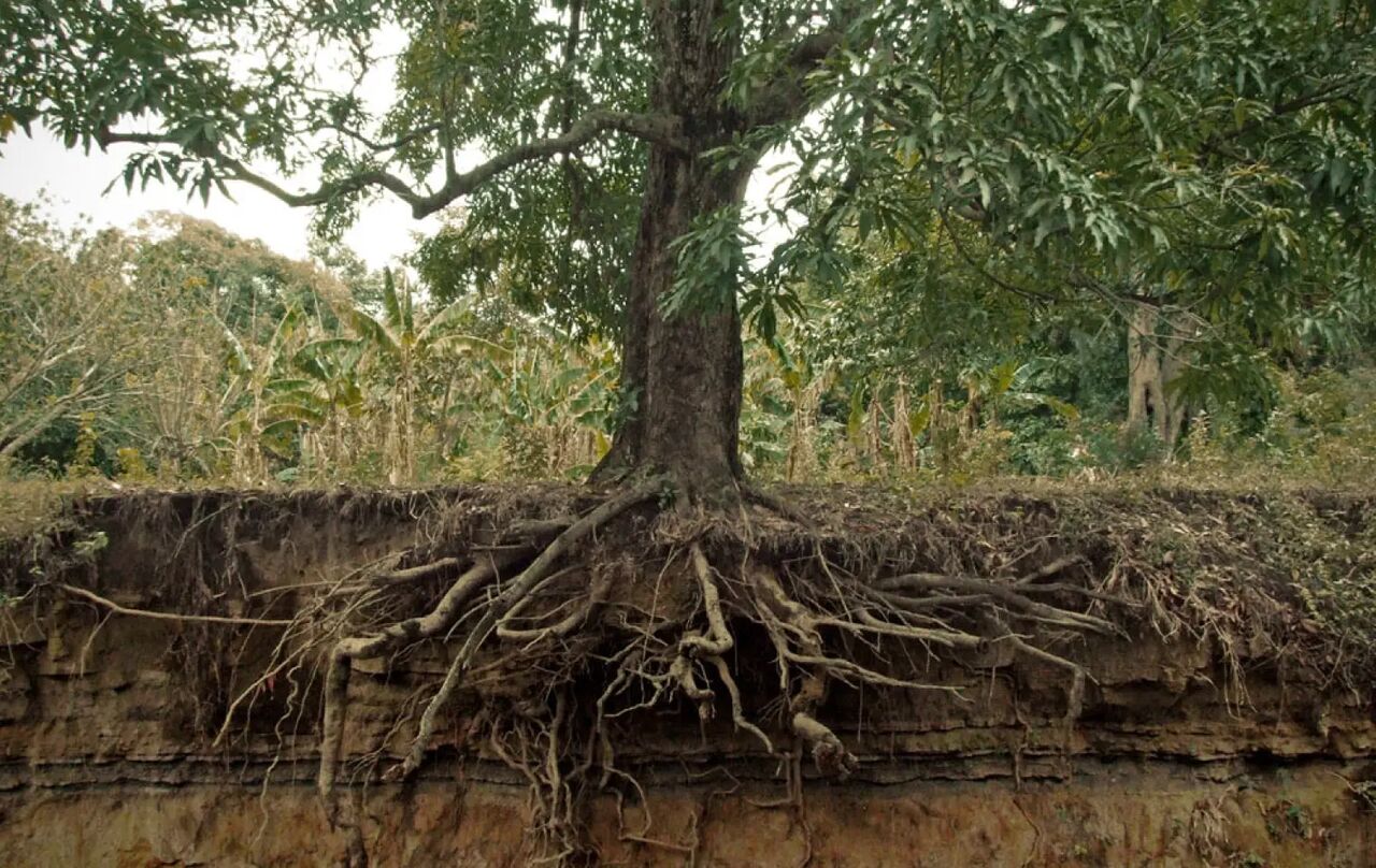 شناسایی درختان ریشه در باد/حفاظت از کهنسالان محافظ خاک آغاز شد