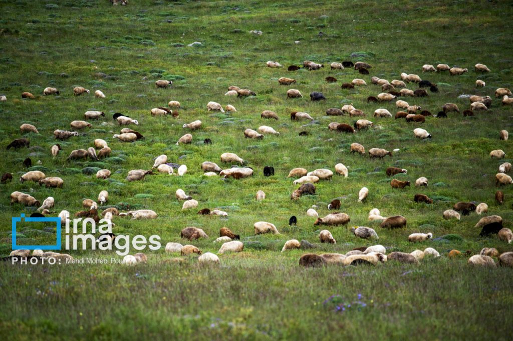 ییلاق در کوهستان، هر ساله با آغاز فصل تابستان دامداران جهت استفاده از مراتع سرسبز به ارتفاعات مازندران کوچ می کنند و مراتع استان میزبان عشایر و هزاران راس دام آنها است.