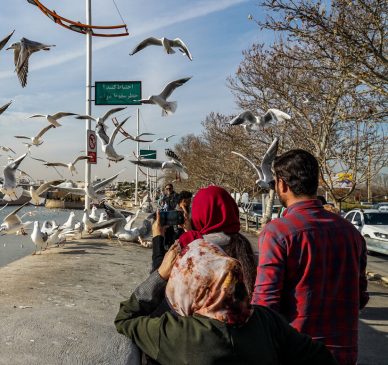 مرغان دریایی مهمان زمستانی شیراز