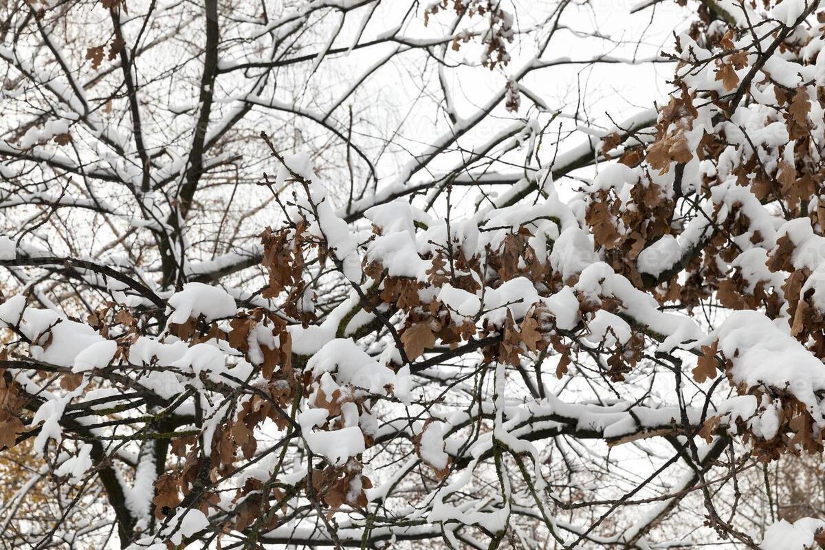 آیا موج سرما بر می‌گردد؟