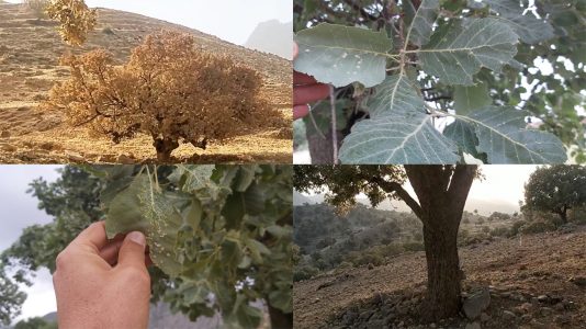 جنگل‌های زاگرس را در ۶۰ سال گذشته به سمت نابودی بردیم