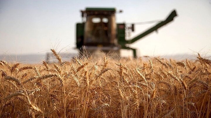 ۲۸.۵ همت بابت خرید تضمینی گندم به حساب کشاورزان واریز شد