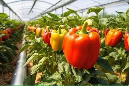 خطر کاهش تولید در کمین محصولات گلخانه‌ای
