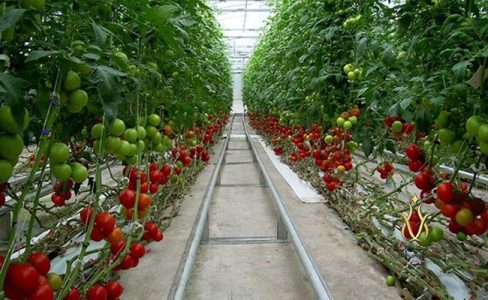 سوخت موتور توسعه بخش‌های کشاورزی را تقویت کنید