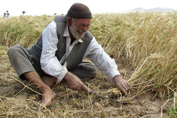 کشاورزی؛ قربانی ردیف اول سوءحکمرانی