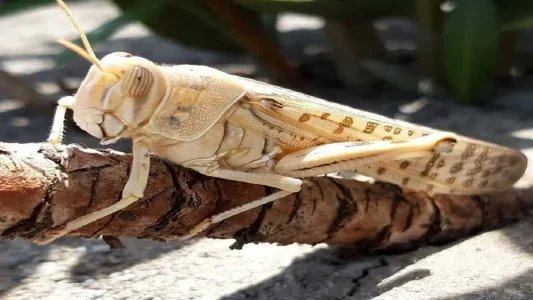 احتمال حمله ملخ صحرایی به استان‌های جنوبی/ آمادگی‌ لازم وجود دارد