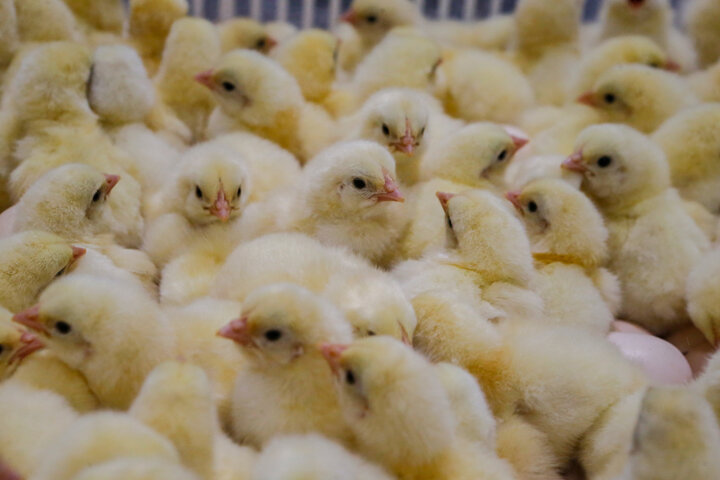 کمبود نهاده، جوجه یک روزه را ارزان کرد