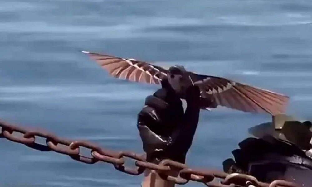 رونمایی ارتش چین از پهپادهای جدید با ظاهر کاملاً شبیه پرنده و امکان شناسایی تقریباً صفر