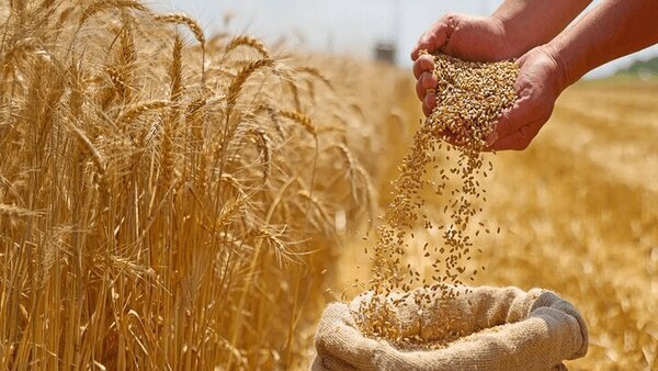 خوشه های حسرت در قلب ترک خورده فارس 