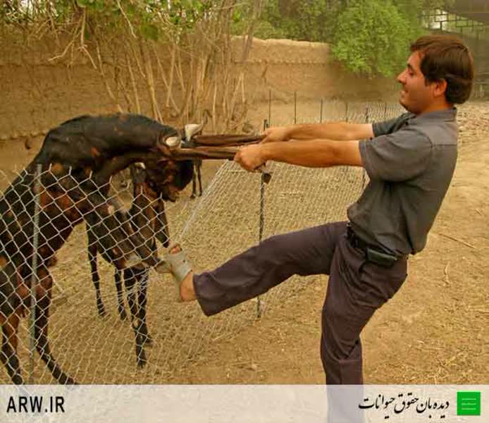 بی‌زبان، اما صاحب حق // با دو عکس ارسالی / یک عکس حیوان آزاری هم از خانم فیروزی بگیرید