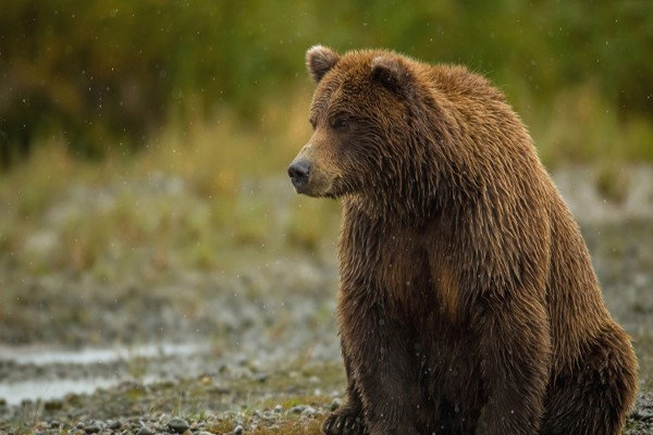زنده‌گیری و تیمار خرس قهوه‌ای در شهرستان اقلید