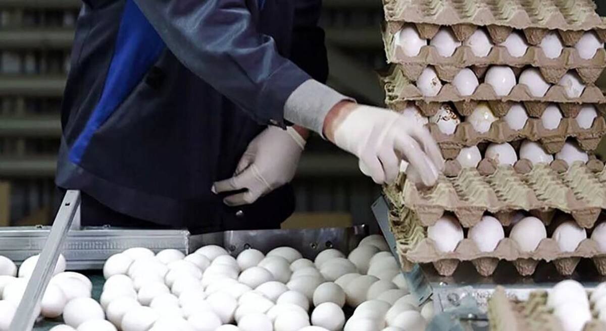 قیمت تخم مرغ و انواع میوه و سبزیجات در میادین و بازار‌های میوه و تره‌بار اعلام شد