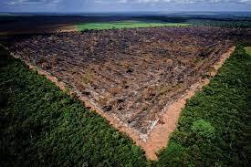 تلاش برزیل برای مقابله با جنگل زدایی در آمازون