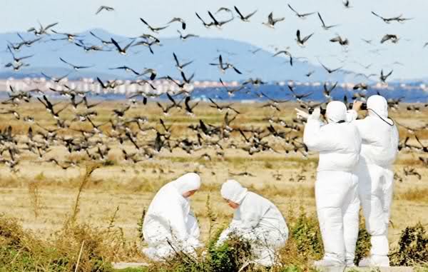 لزوم آمادگی برای مقابله با آنفلوانزای فوق حاد پرندگان در جهرم