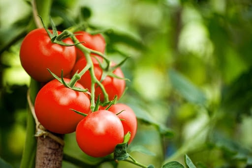 عوارض ۵۵ درصدی صادرات گوجه فرنگی
