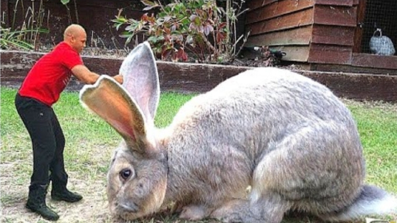غول‌پیکرترین خرگوش جهان با ۱۰کیلوگرم وزن