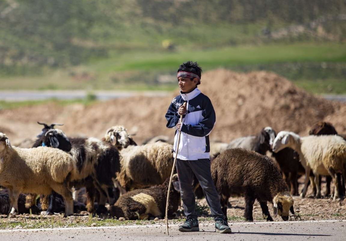 فصل کوچ و زنگ خطر برای عشایر فارس در رعایت حریم ریلی