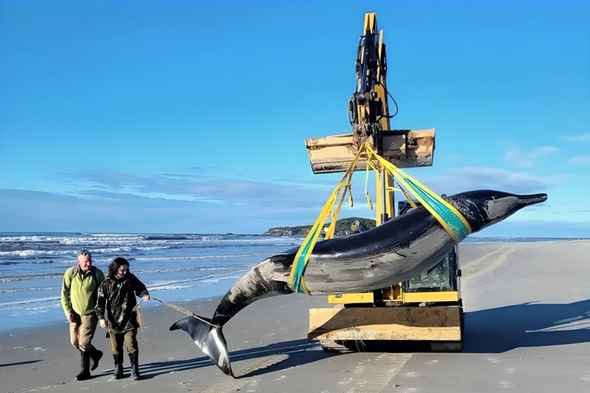 نادرترین و مرموزترین نهنگ جهان، مُرده پیدا شد