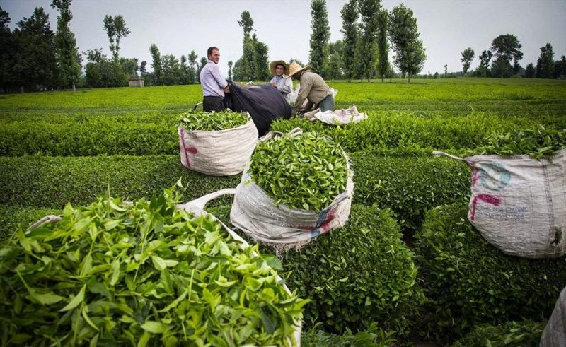 پرداخت ۱۰۰ میلیارد تومانی به چایکاران در هفته دولت