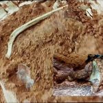 کشف فسیل دایناسور ۲۳۳ میلیون ساله، پس از بارش‌های سیل‌آسا در ایالت ریو گرانده جنوبی واقع در جنوب برزیل، اسکلتی پدیدار شد که دانشمندان محلی می‌گویند یکی از کهن‌ترین فسیل‌های دایناسوری جهان است.