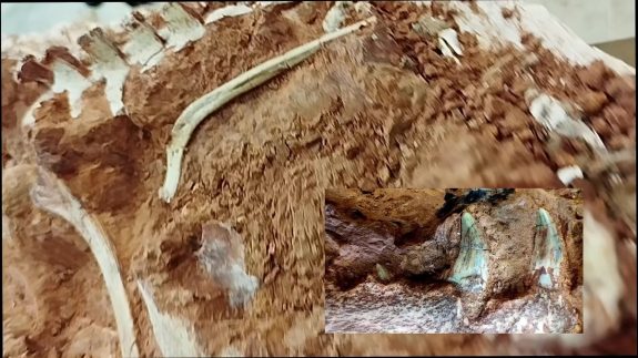 کشف فسیل دایناسور ۲۳۳ میلیون ساله
